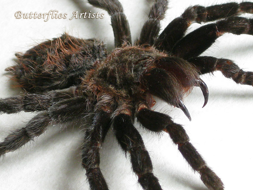 Brazilian Black Tarantula Grammostola Pulchra Spider Framed Entomology S... - $108.99