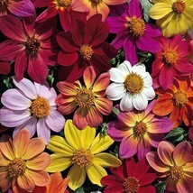 BPA 25 Victorian Mix Dahlia Seeds Flower Perennial Flower Seeds 1161 Eas... - $9.37