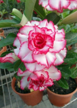 4 Pc Seeds Double Red White Desert Rose Adenium Obesum Seeds for Planting | RK - £16.78 GBP