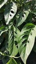 Swiss Cheese (Monstera) 2 To 3 Leaves Per 4 Inches Pot Live Plant - £7.79 GBP