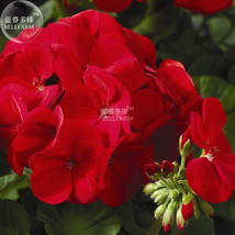 New Fresh Geranium Maverick Scarlet Perennial Flower Seeds 10 Seeds Wonderful Pr - £4.29 GBP