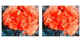 20pcs Geranium Purely Orange Double Petals Perennial Bonsai Flowers &#39;Seeds&#39;  - £15.97 GBP