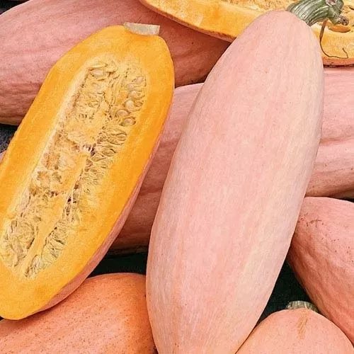 10 seeds Jumbo Pink Banana Squash Quick Setup Heirloom Seeds Fast Results - $10.39