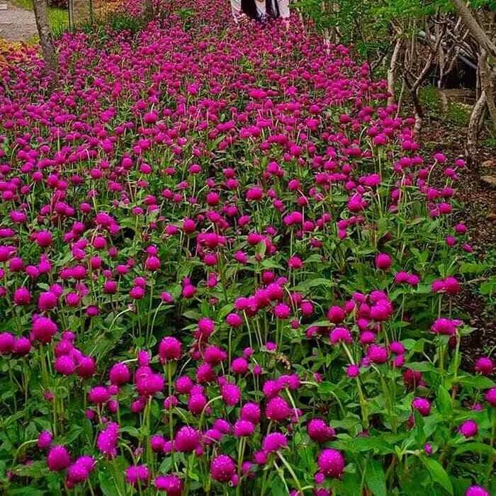 PURPLE GLOBE AMARANTH/EASY TO GROW FLOWER FRESH 50SEEDS - $5.24
