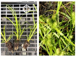 Carex lupulina Common Hop Sedge Starter Plant Plug - £26.33 GBP