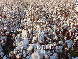 Pure White Cotton Seed Crops Flower Flores Plant Plantas Garden USA SHIPPING - $8.90