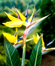 Patb Mandelas Gold Yellow Bird Of Paradise Strelitzia Reginae Small Rooted Plant - $29.80