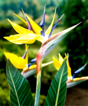 PATB MANDELAS GOLD Yellow Bird of Paradise Strelitzia Reginae SMALL ROOT... - £23.44 GBP