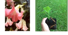 Angel Trumpet Big Pink White Bloom Small Plant! Versicolor Brugmansia 6+” Tall - £21.34 GBP