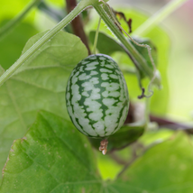 Cucamelons Mexican Sour Gherkins 50 PCS Seeds - $17.57