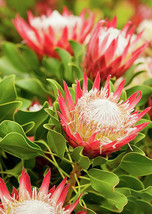 2Pcs Protea Cynaroides Seeds 100% Real Variety Gardening - £10.20 GBP