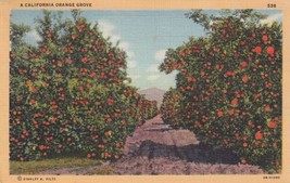 California CA Orange Grove Unused Postcard D48 - £2.35 GBP