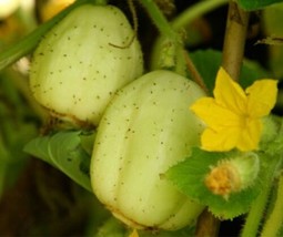 Crystal Apple Cucumber Seed  Australian Heirloom Cucumbers Seeds 0.50G  ... - $10.89