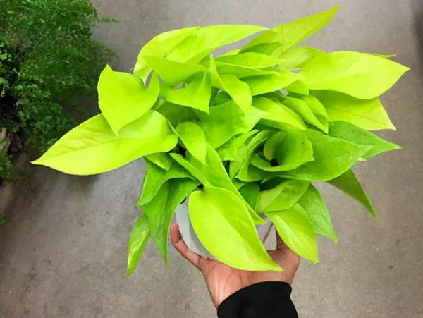 4&quot; Pot Neon Devil&#39;s Ivy Pothos Live Plant Very Very Easy to Grow Epipremnum - £33.70 GBP