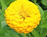 1000 Seeds Yellow Zinnia Seeds Summer Garden Flowering Annual Cut Flowers - $20.00