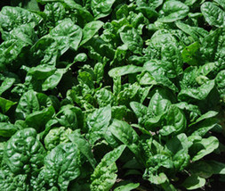 500+ Giant Noble Spinach Seeds Non Gmo Noble Spinach Seeds Fresh Garden - £8.66 GBP