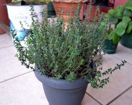 Common Thyme Herb {Thymus Vulgaris} Fragrant 300+ Seeds  - £7.90 GBP