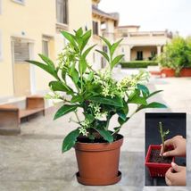Night Blooming Jasmine Rare Fragrant Cestrum Nocturnum New Live Plant Cu... - $352.53 MXN+