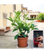 Night Blooming Jasmine Rare Fragrant Cestrum Nocturnum New Live Plant Cu... - $25.97 CAD+