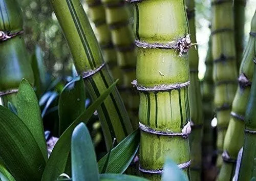 Striped Dwarf Buddha Belly Bamboo Live Plant Bambusa Vulgaris Wamin - £53.44 GBP
