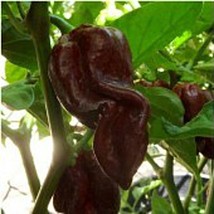 USA SELLER Devil&#39;S Tongue Hot Peppers Chocolate Seeds Fast Shipping - £7.32 GBP