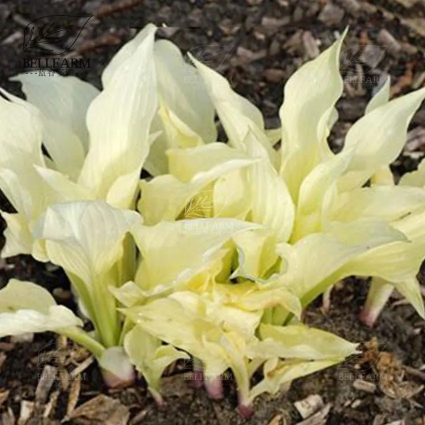 Grow Beautiful Hosta Plants: 21 Unique Colors of Seeds for Your Garden - £9.15 GBP