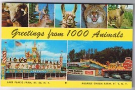 Postcard Greetings 1000 Animals Lake Placid Farm Ausable Chasm Farm New York - £1.69 GBP
