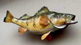 11” Perch Fish Mount - Real Skin - £235.93 GBP