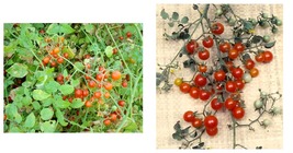 Sweet Pea Currant Tomato 90 Seeds . A plant produces thousands of fruit - £16.50 GBP