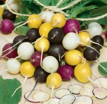 100 Seeds Crayon Colors Mix Radish Fast Bloom With Heirloom Seeds Now - £6.44 GBP