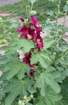 Hollyhock Pink   Flower Seeds - £7.05 GBP