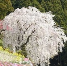 Bonsai Tree Japanese Sakura Seed Rare Japanese Cherry Blossoms Flowers Seed in B - £3.61 GBP
