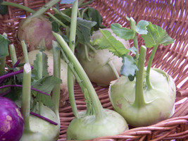 Kohlrabi Early White Vienna 400 SeedsFrom US  - $8.35