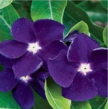 40 Seeds Fragnant Deep Purple Periwingkle Flower - $7.90