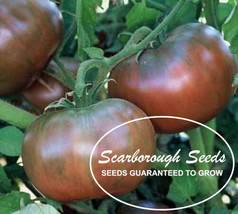 Scarboprough Seeds Purple Cherokee Tomato 25 Seeds - $6.89