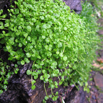 New Fresh 50Pcs Mentha Requienii Seeds Mint Plant Bonsai Flower Seeds Grass Seed - $10.90