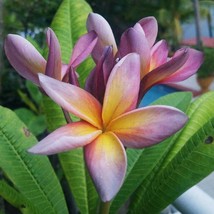 Plumeria Metallica scented Frangipani fragrance Hawaii Flower Plumeria Rubra 2 s - £5.08 GBP