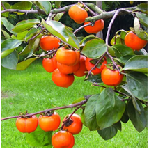 Rare Persimmon Seed Organic Non-GMO Juicy Succulent fruit trees 20 pcs/bag - £8.78 GBP