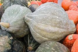 Blue Hubbard Winter Squash Seeds, NON-GMO, New England Blue Hubbard, FRE... - $1.97+