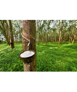 Hardy Rubber Tree Seeds For Planting 20 Seeds Eucommia Ulmoides Fresh - £19.21 GBP