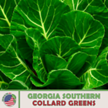  Georgia Southern Collard Seeds, Heirloom, Non-GMO, Genuine USA 50 Seeds - £8.58 GBP