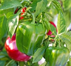 THJAR 50 California Wonder Bell Pepper - NON-GMO / Heirloom - - $3.02