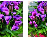 50 PCS Purple Calla Lily Seeds Garden Balcony Flower Seeds Ivy Flowers - $31.93