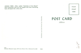 Joshua Trees Called Sentinels Of The Desert Cactus Postcard - £5.49 GBP