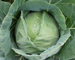 Copenhagen Market Cabbage Seeds Non-Gmo Fresh Garden Seed 100 Seeds Seeds - $8.99