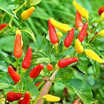 Fresh USA Seller Tabasco Hot Pepper Gardening Vegetable Seeds - $15.02