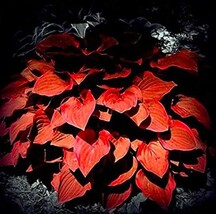Promotion! 150pcs/bag beautiful Hosta Plants Seeds - €8,09 EUR+