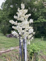 OKB 50 Yucca Seeds - Yucca Filamentosa - Tall Beautiful Bloom Spikes Ada... - $12.85