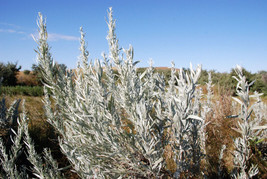 Sell Store 100 Silver Sagebrush Artemisia Cana Dwarf Sagebrush Wormwood Herb Flo - £7.47 GBP