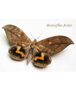 Yellow Leaves Phyllodes Eyndhovii Real Moth Framed Entomology Shadowbox - $1,265.56 MXN